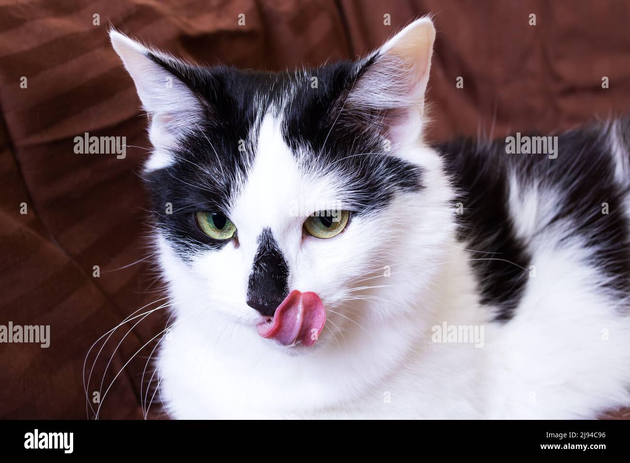 Black and white cat licking it self Stock Photo