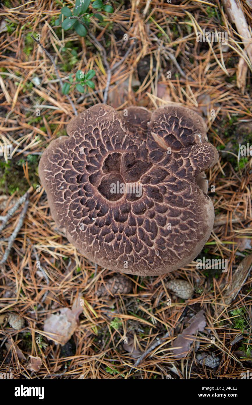 Beautiful scaly hedgehog autumn mushroom Stock Photo