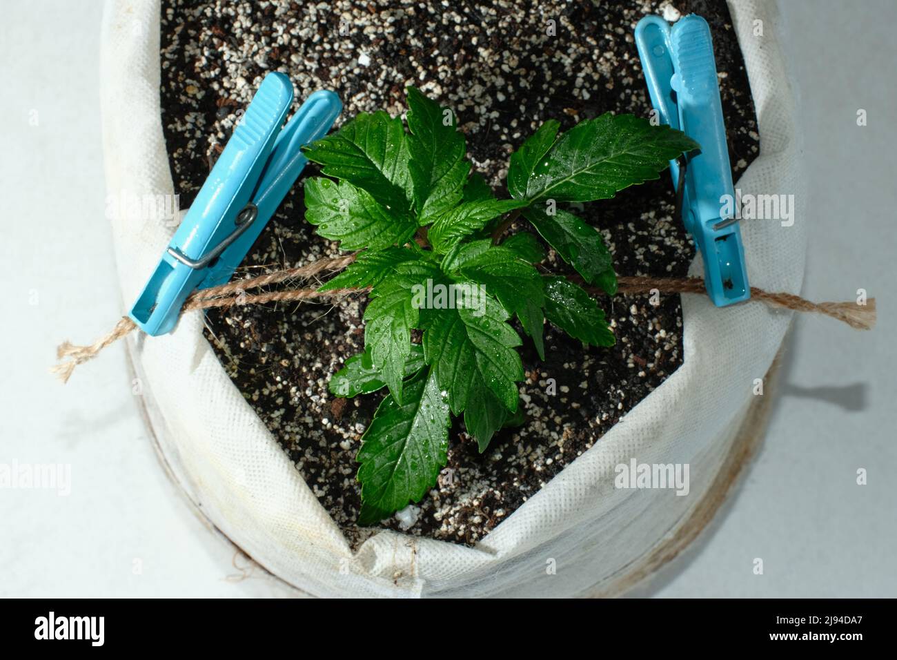 Micro growing technology LST (low stress training), top view. Cannabis cultivation. Vegetation growth phase. Small marijuana plant in a grow box with Stock Photo