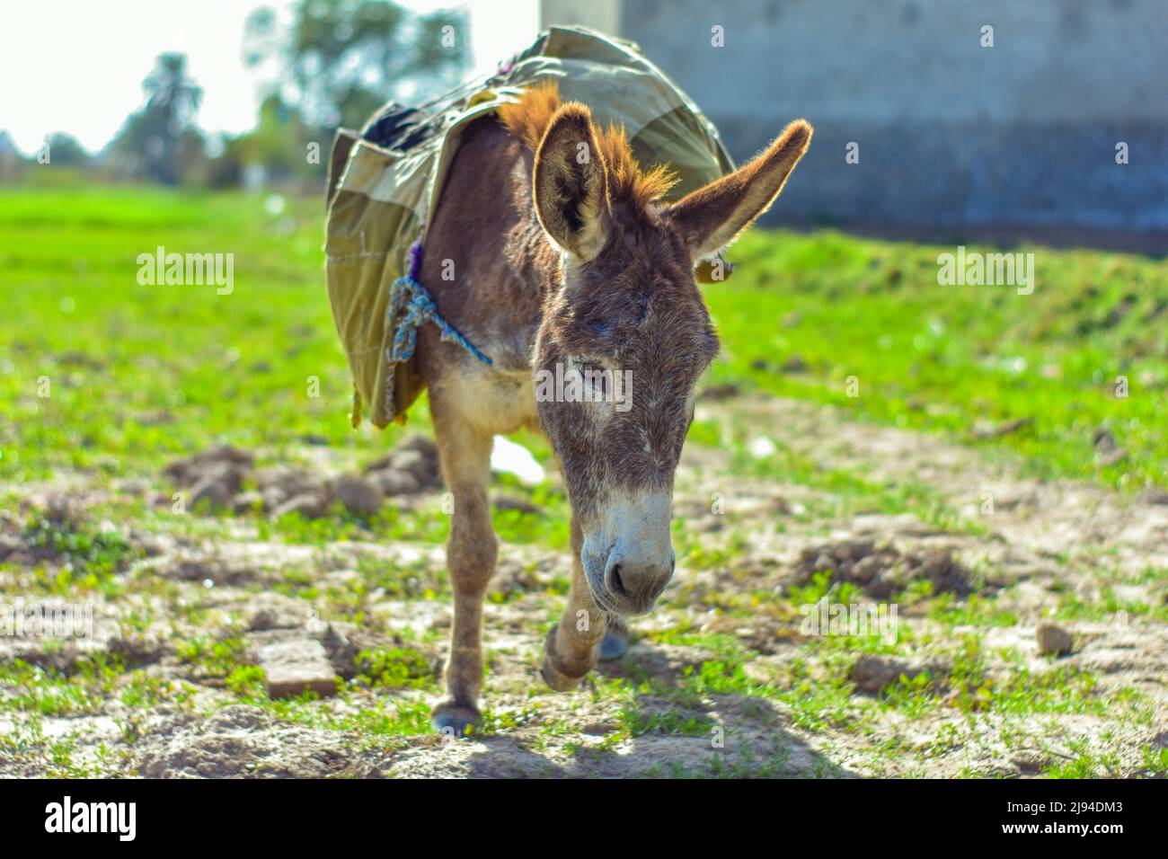 Donkey Carrying Bags and Laggage Stock Photo - Alamy