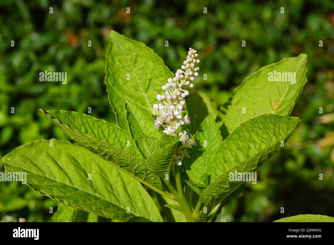 Close up flowering Indian pokeweed (Phytolacca acinosa), family Phytolaccaceae. Spring, May, Dutch garden. Stock Photo