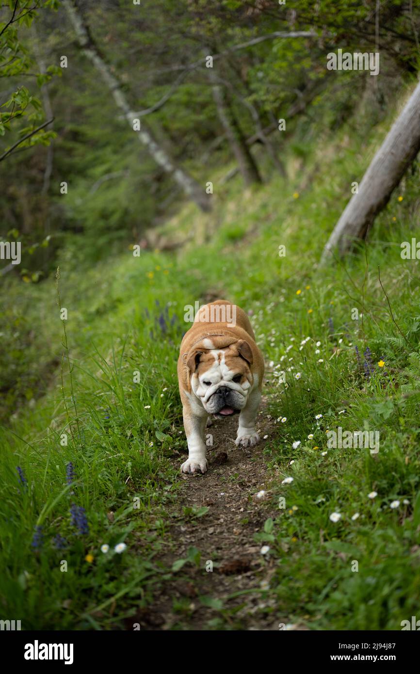 British bulldog on a stroll through woodland Stock Photo