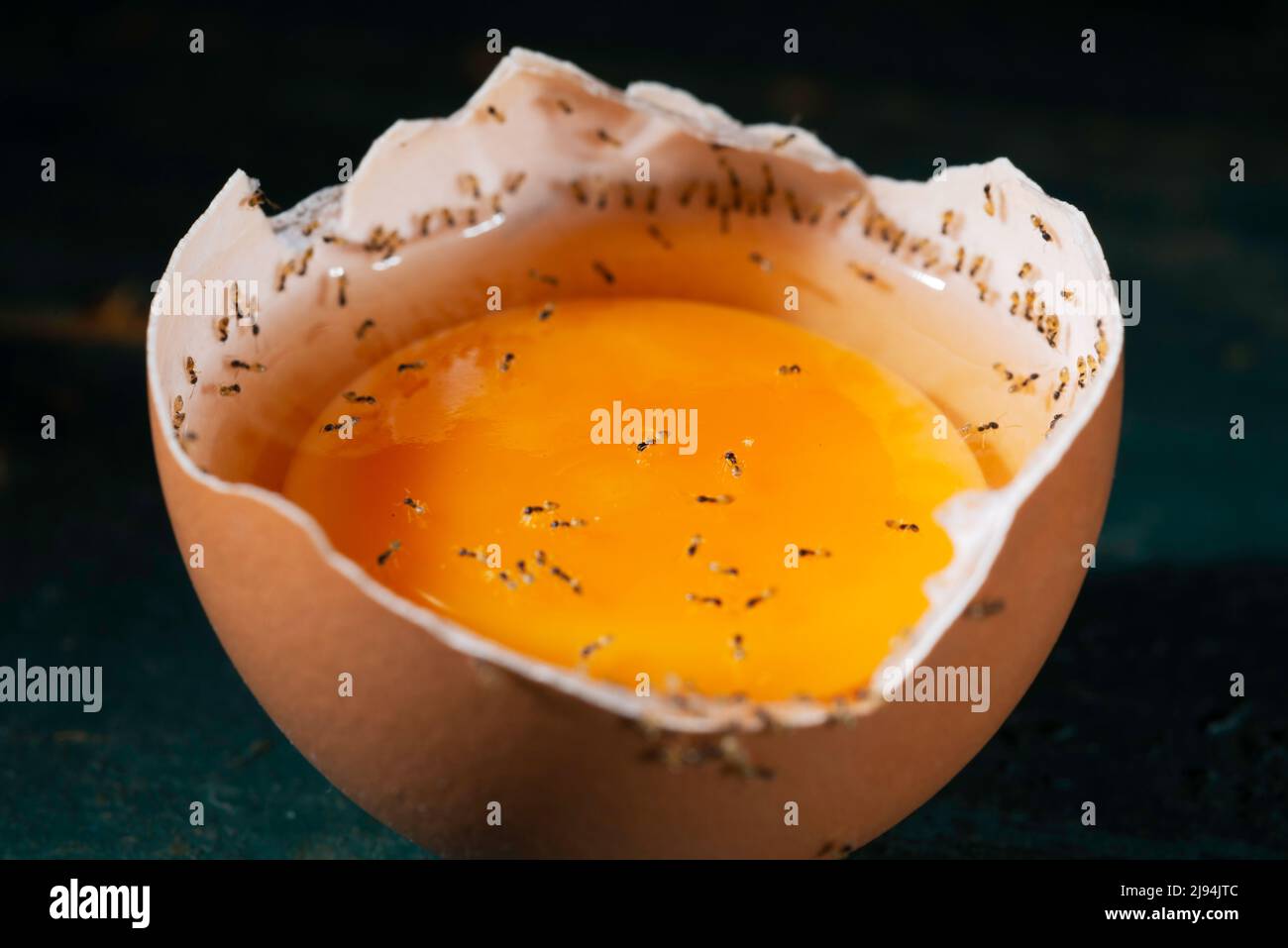 ants feeding on raw egg Stock Photo