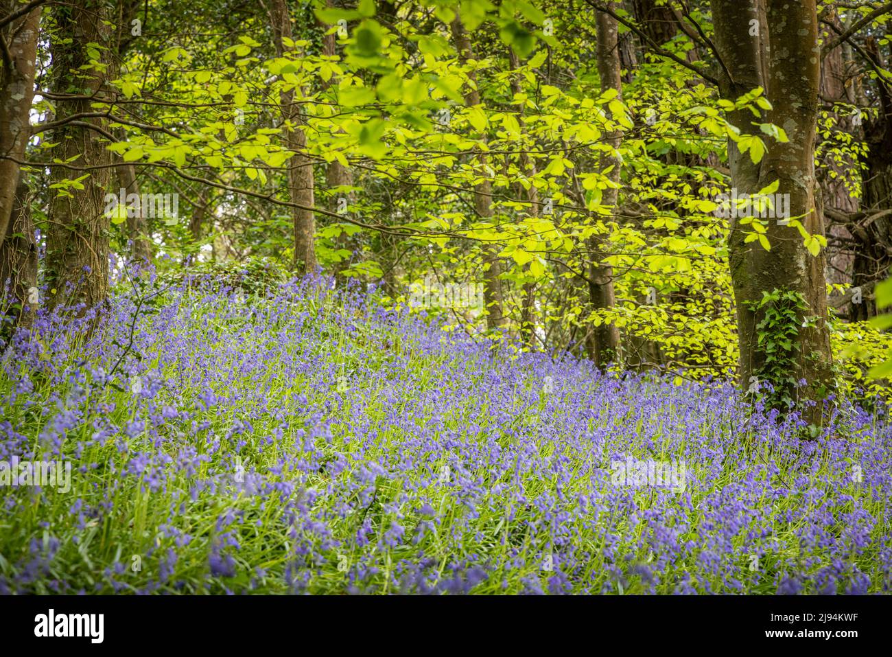 Bluebells at Penrose near Helston in Cornwall. Picture date: Thursday May 5, 2022. Photograph by Christopher Ison © Stock Photo