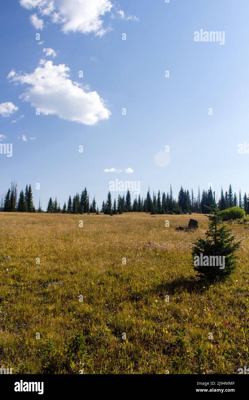 Weminuche wilderness colorado trail hi-res stock photography and images ...