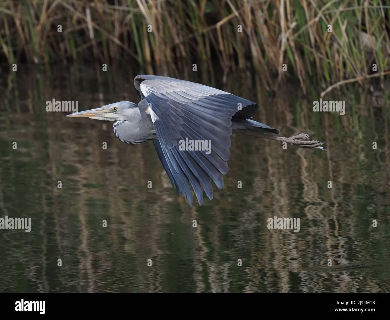 Warrington, as many towns and cities across our country are intersected with canals and ponds / lakes.  These are the habitat of urban grey herons. Stock Photo