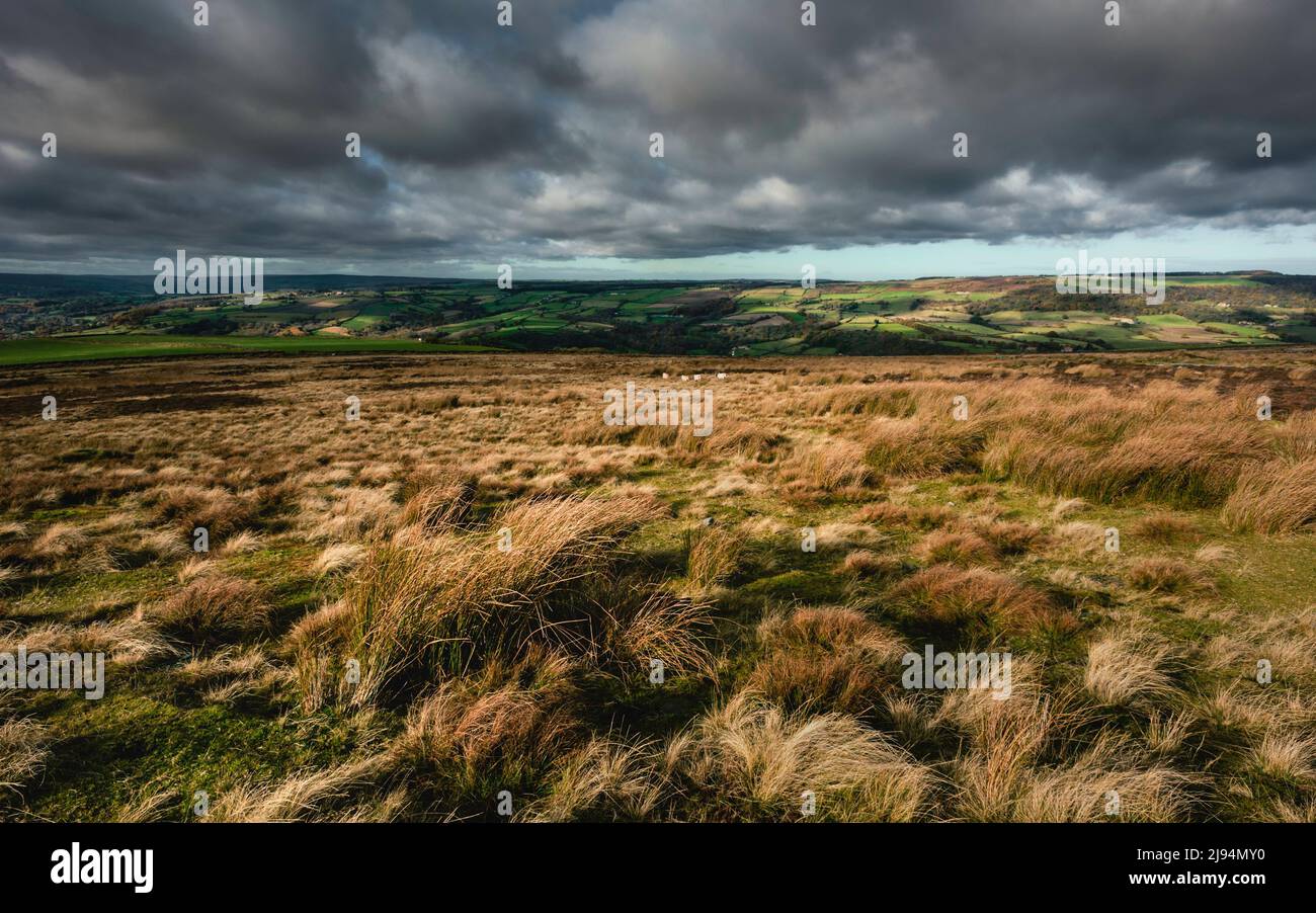 View across the North York Moors with overgrown cotton grasses and fields in the distance all under dramatic sky in Autumn. Yorkshire, UK. Stock Photo