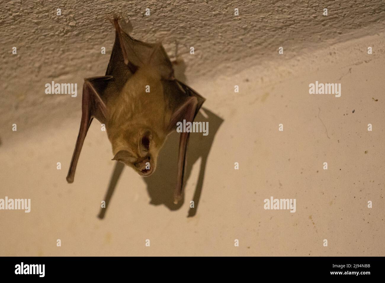 Trident bat or trident leafnosed bat (Asellia tridens Stock Photo Alamy