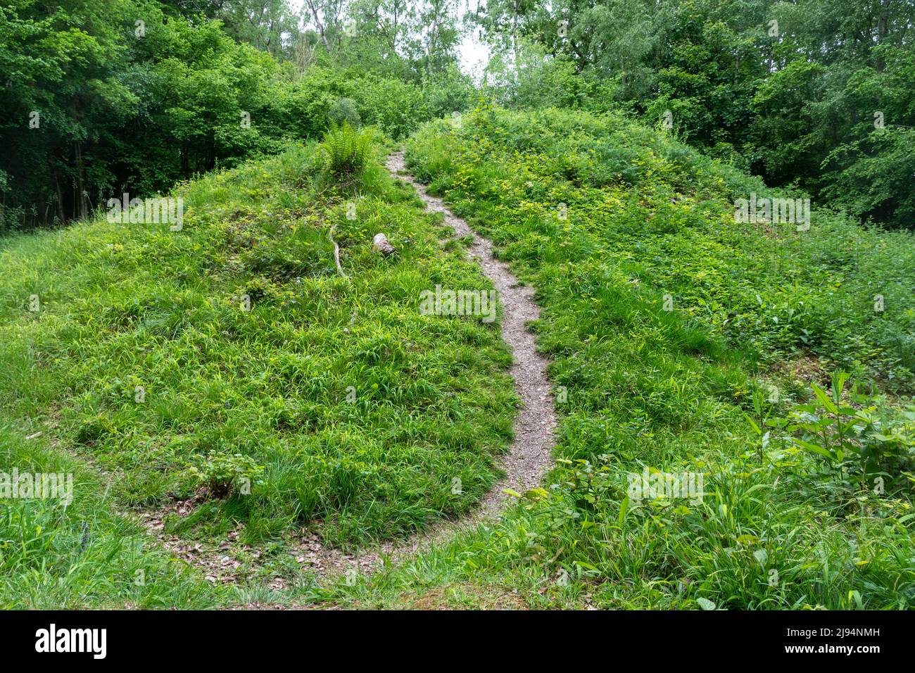 The motte of Hampstead Norreys Castle, an ancient monument in woodland in West Berkshire, England, UK Stock Photo