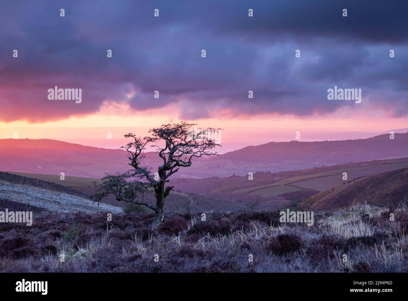A tree on Porlock Common at dawn, Exmoor, Somerset, England, UK Stock Photo