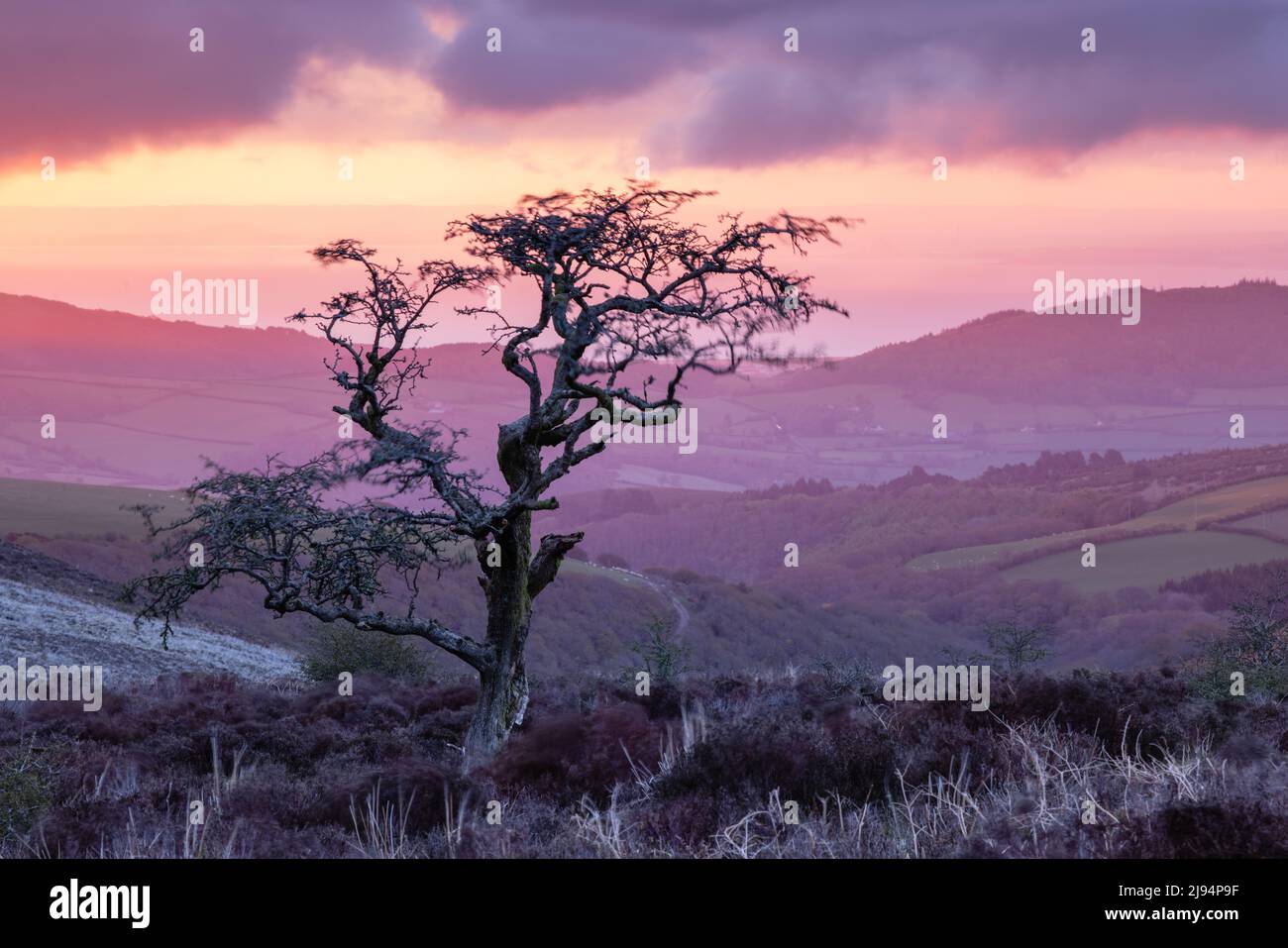 A tree on Porlock Common at dawn, Exmoor, Somerset, England, UK Stock Photo