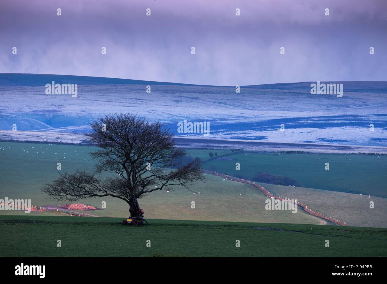 A tree Oare at dawn, Exmoor, Somerset, England, UK Stock Photo