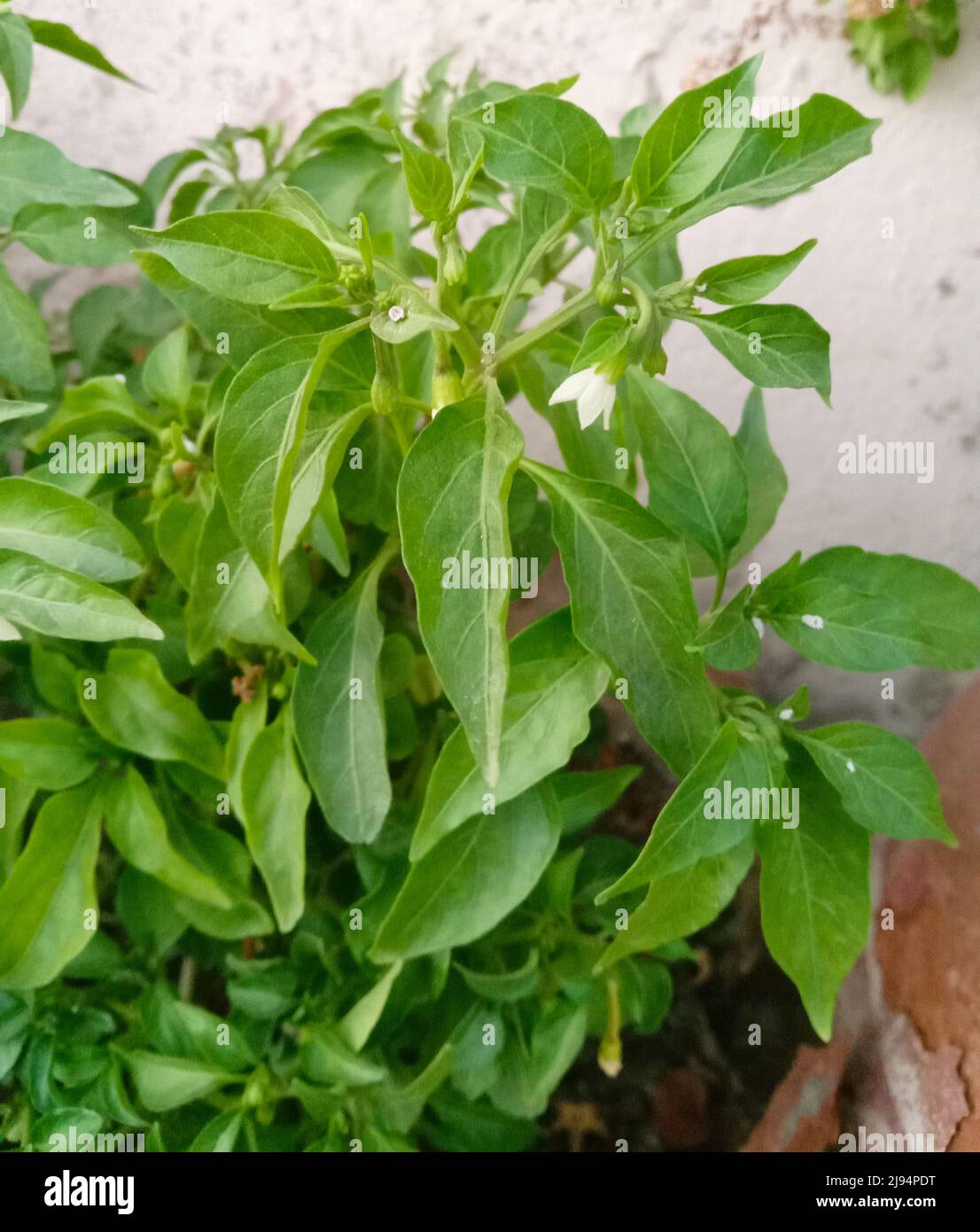 green chilli or Capsicum frutescens plant leaves Stock Photo