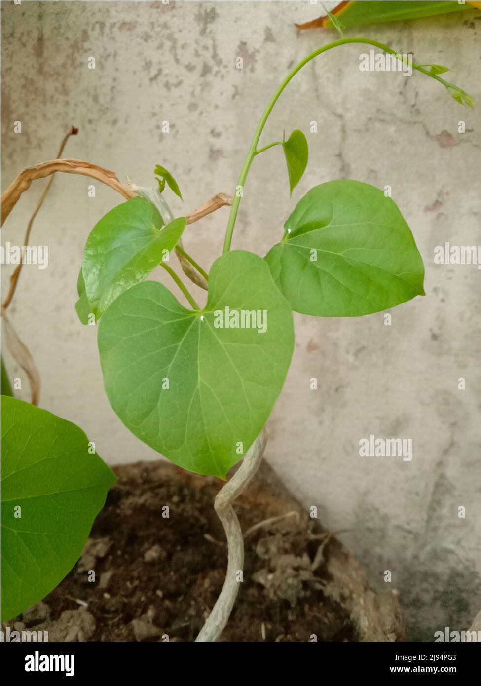 Tinospora cordifolia or giloy climber plant and green leaves Stock Photo