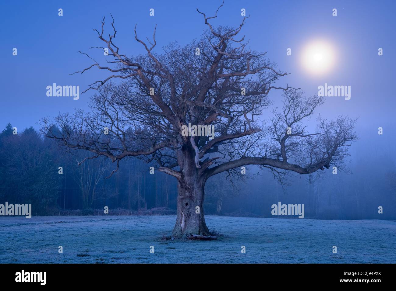The moon over an oak tree on a frosty winter's morning, Haydon, Dorset, England, UK Stock Photo