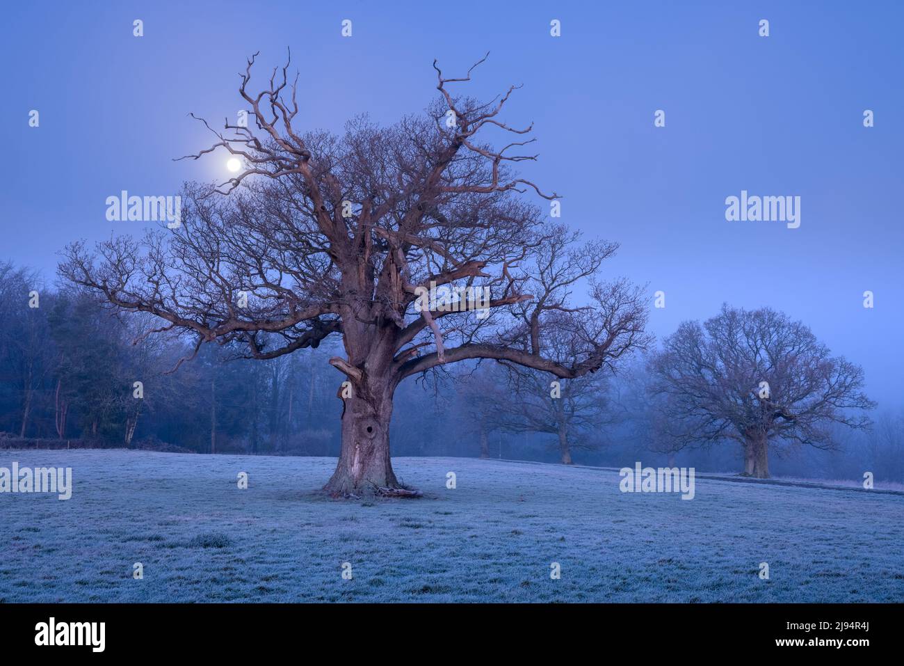 The moon over an oak tree on a frosty winter's morning, Haydon, Dorset, England, UK Stock Photo