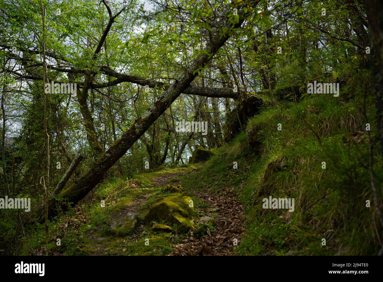 Collapsed trees in woodland in 'Svizzera Pesciatina', Tuscany, Italy ...