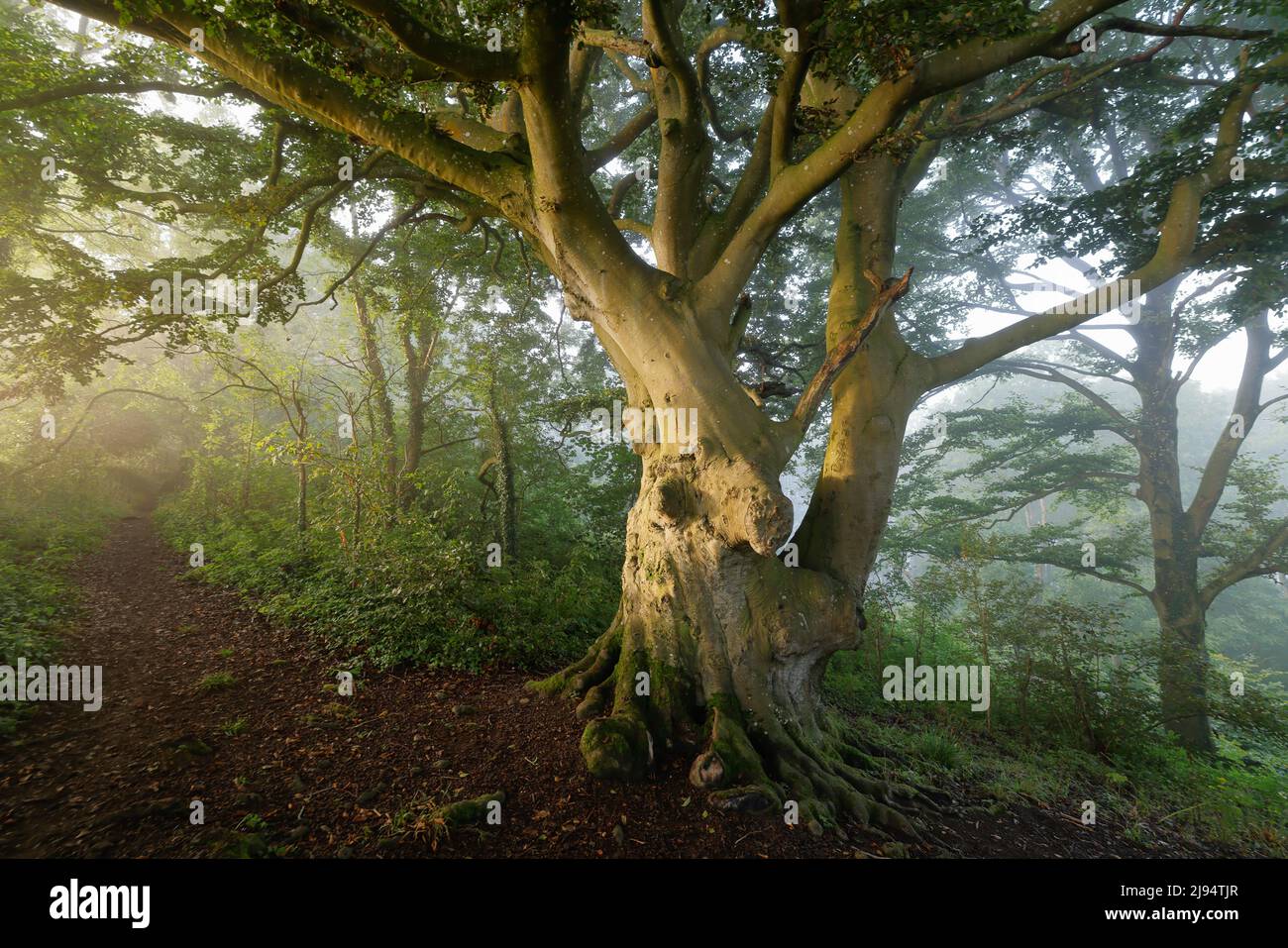 A beech tree in Everlanes Woods on a misty summer's morning, Milborne Port, Somerset, England, UK Stock Photo
