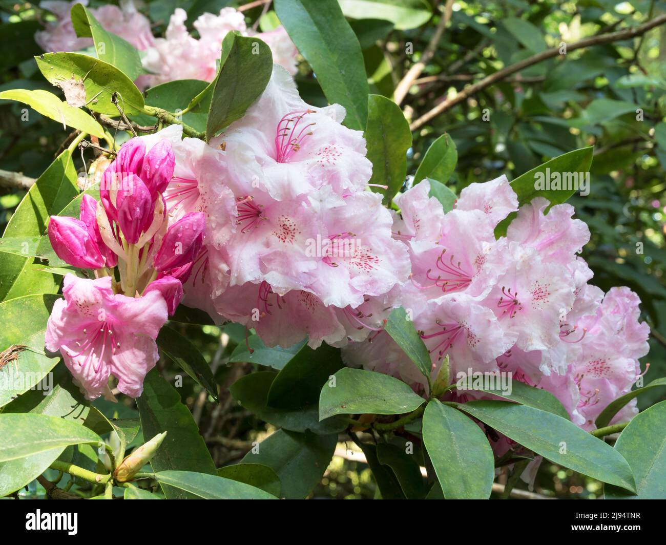 Pretty pink Rhododendron flowers, buds and green leaves Stock Photo