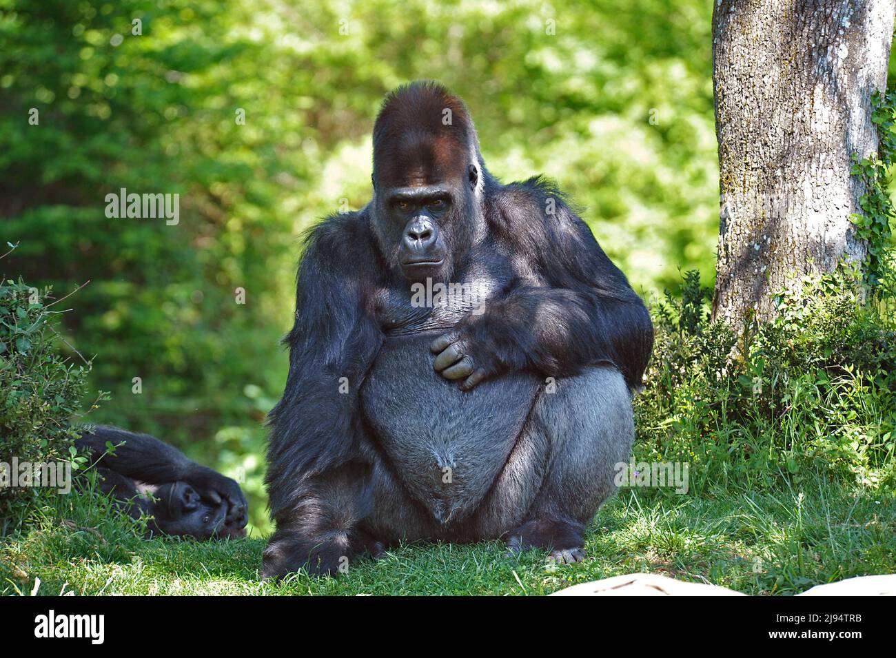 Giant gorilla hires stock photography and images Alamy