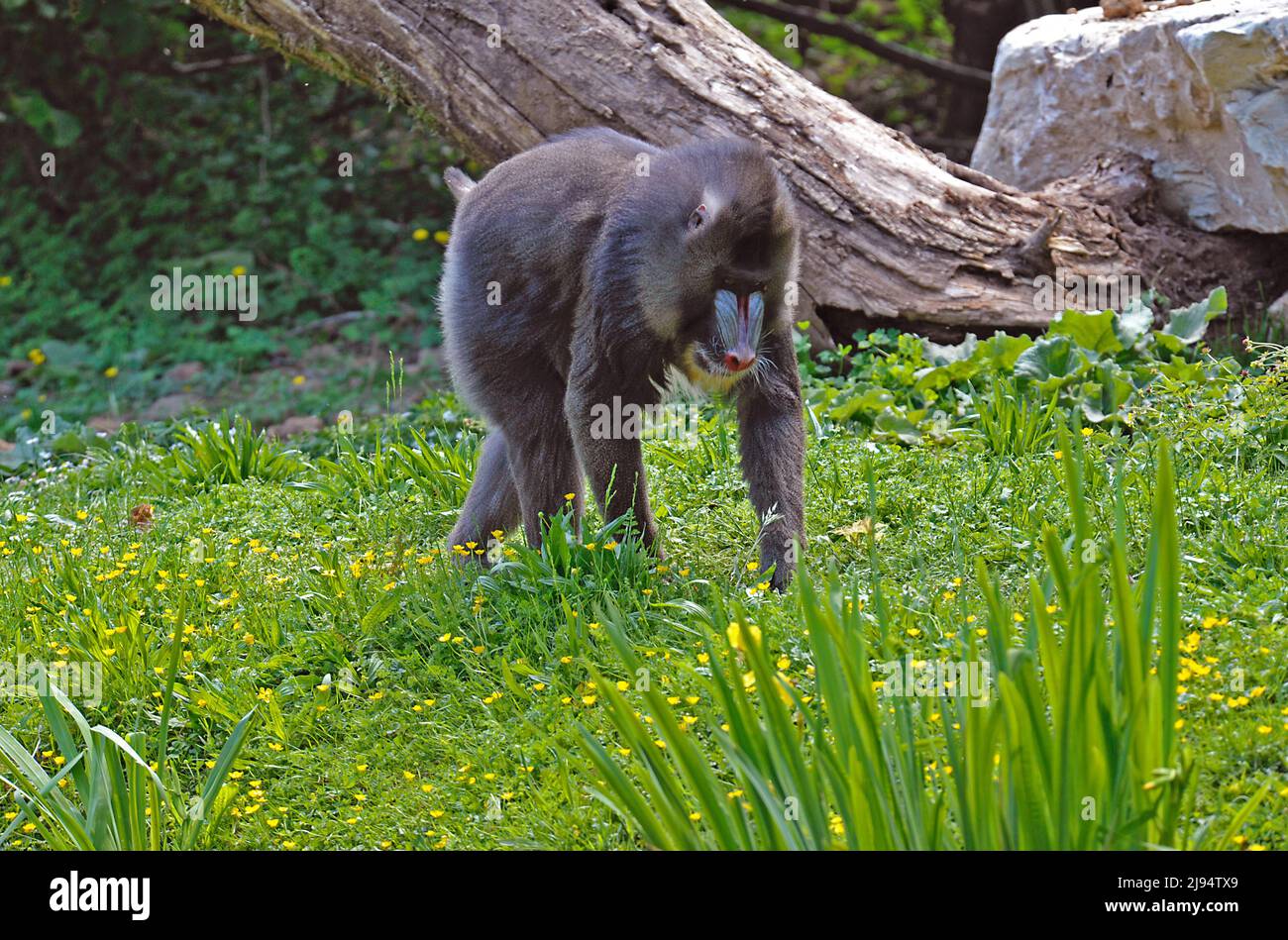 Mandrill Primate Stock Photo