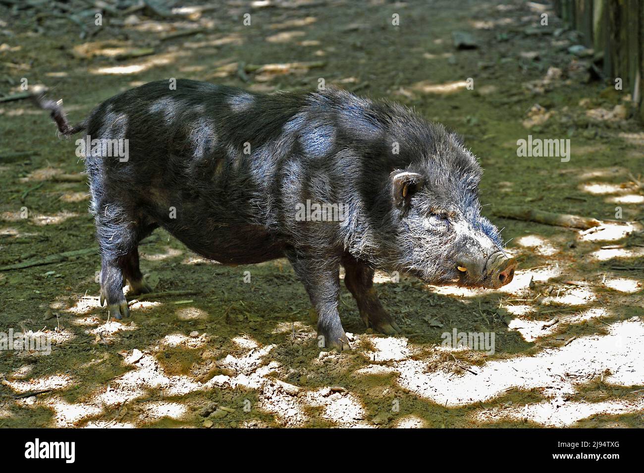 Pig like wild animals hi-res stock photography and images - Alamy