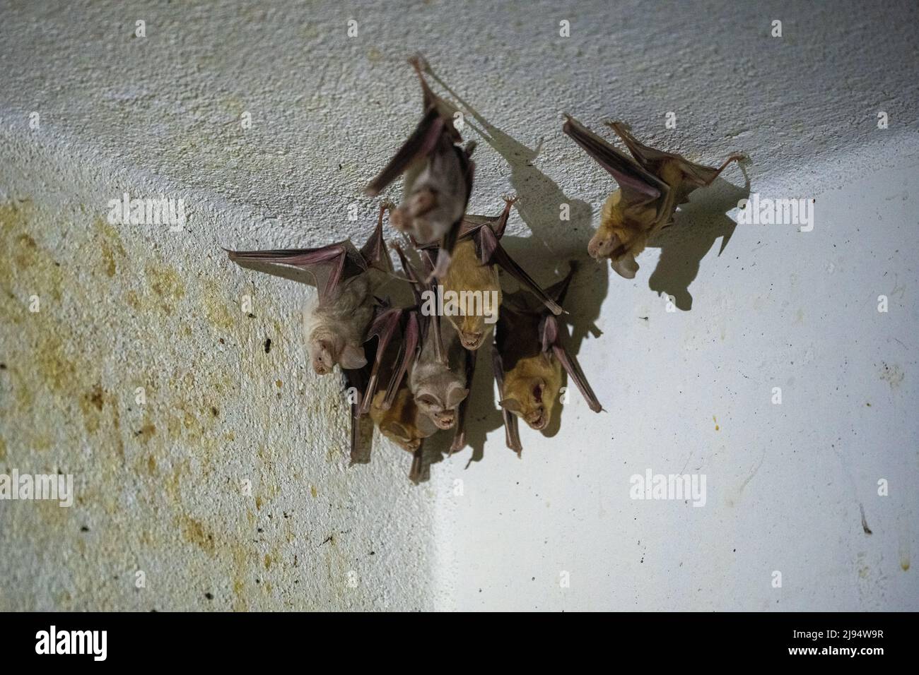 Trident bat or trident leafnosed bat (Asellia tridens Stock Photo Alamy