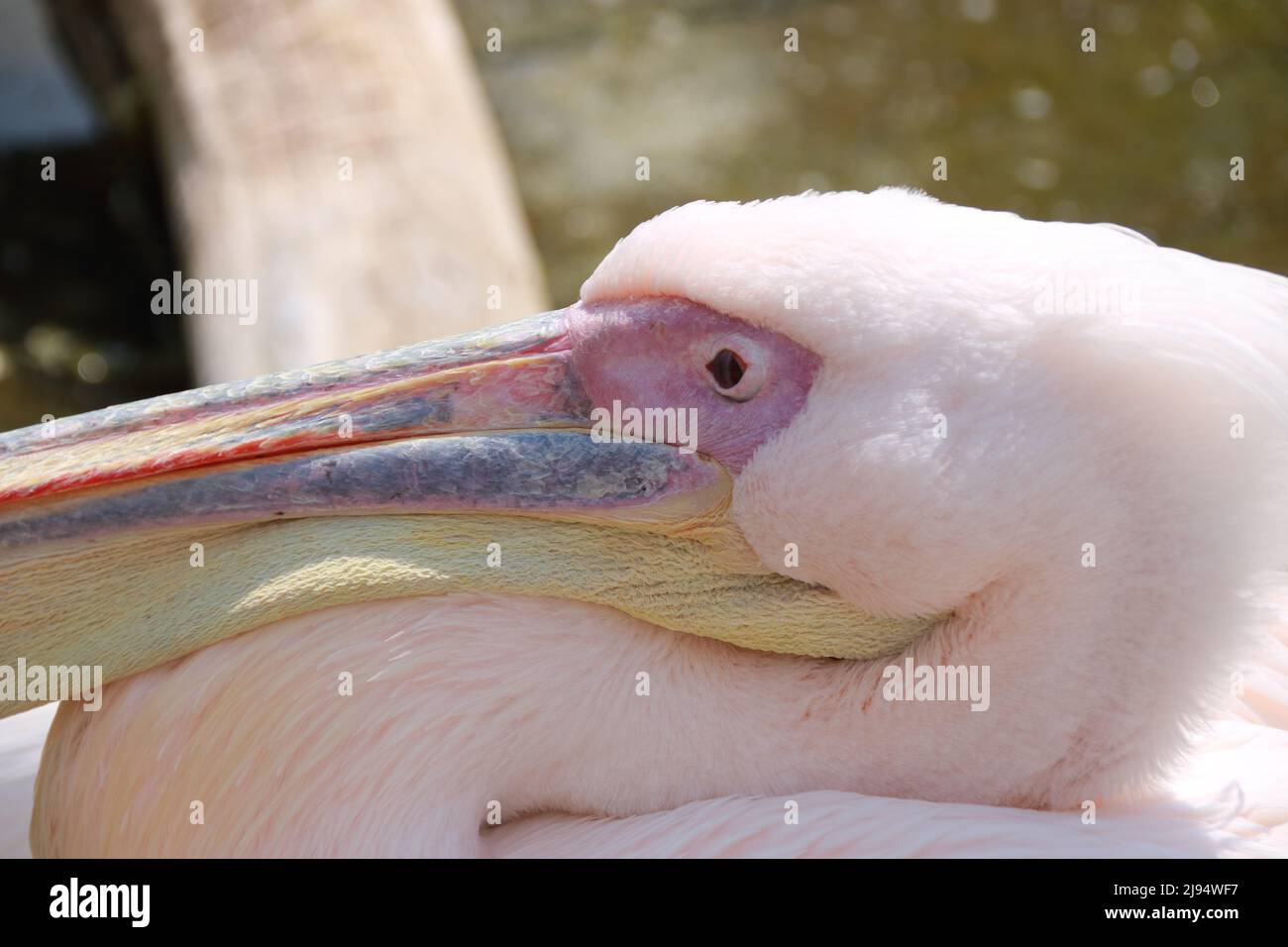 Head of a flamingo photographed from the side Stock Photo