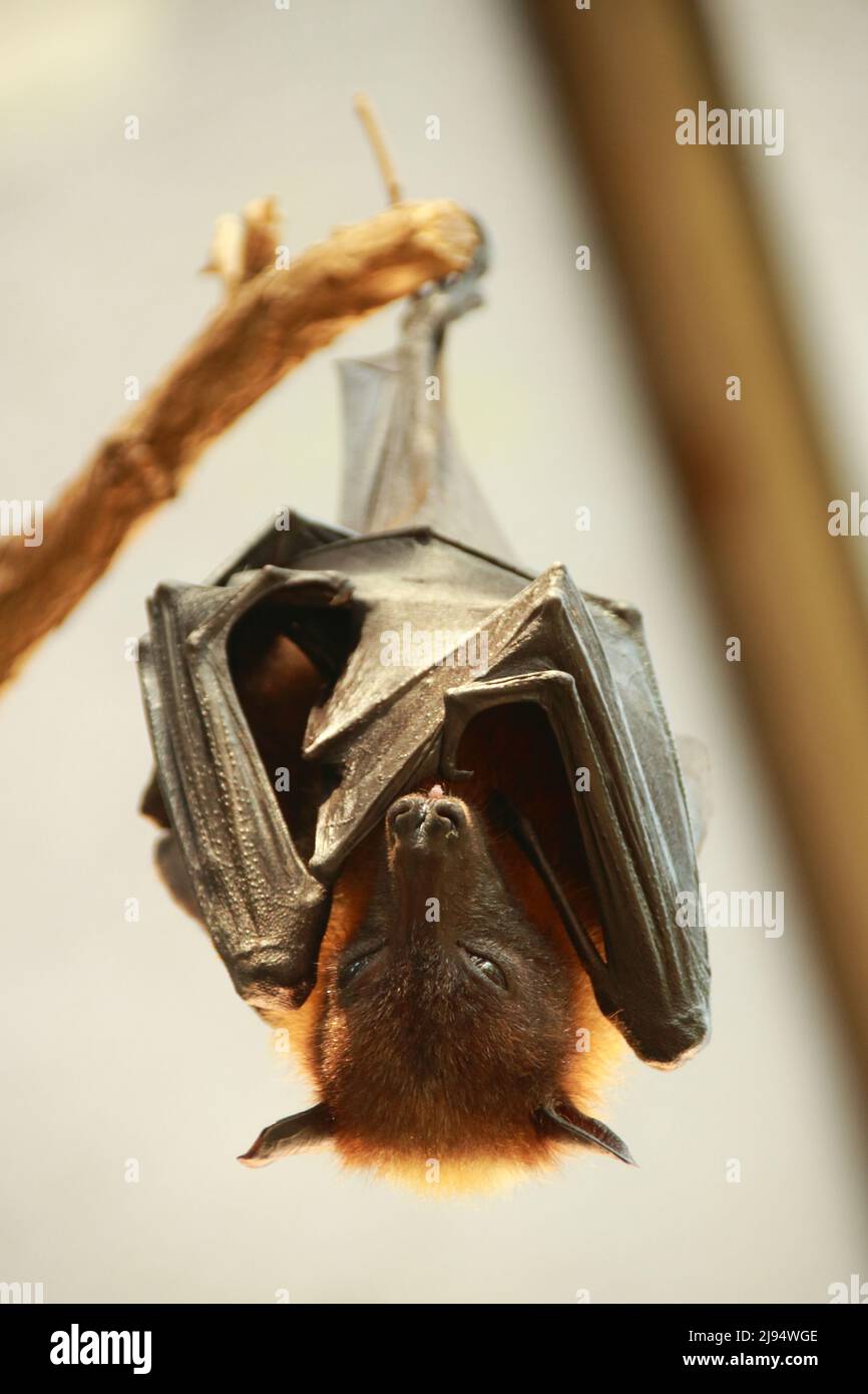 Bat hangs upside down on a branch Stock Photo