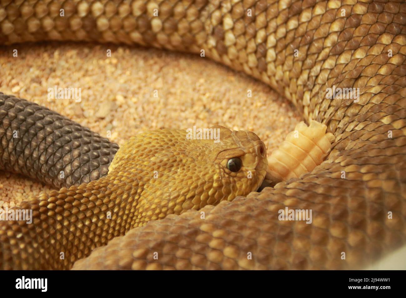 Head and tail of a rattlesnake Stock Photo Alamy