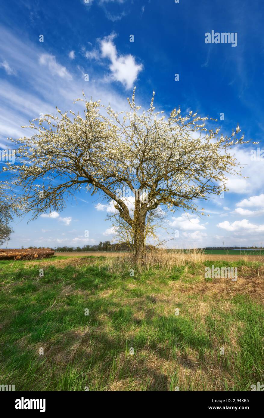 Tree field meadow scenery hi-res stock photography and images - Alamy