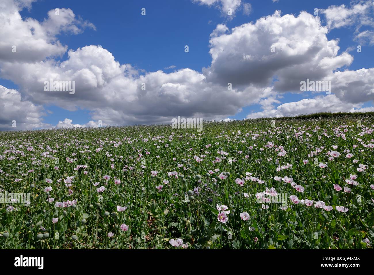 Opium (Poppy) field, Okeford Fitzpaine, Dorset, England, UK Stock Photo