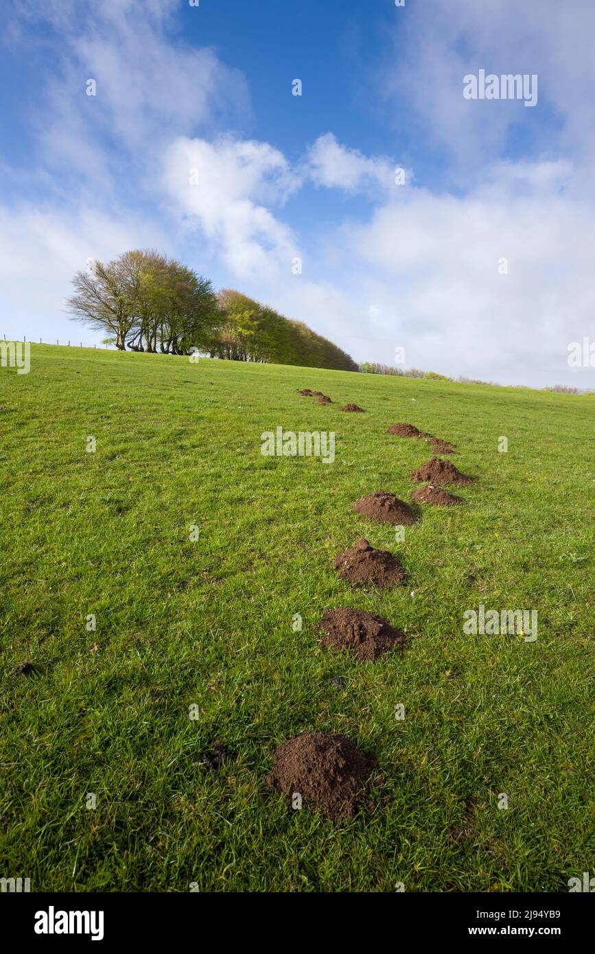 Cross line in park hi res stock photography and images Alamy