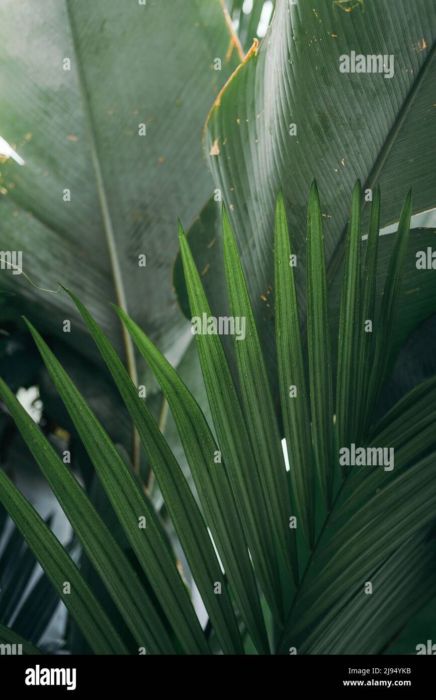 Close up tropical palm leaves texture layer background Stock Photo