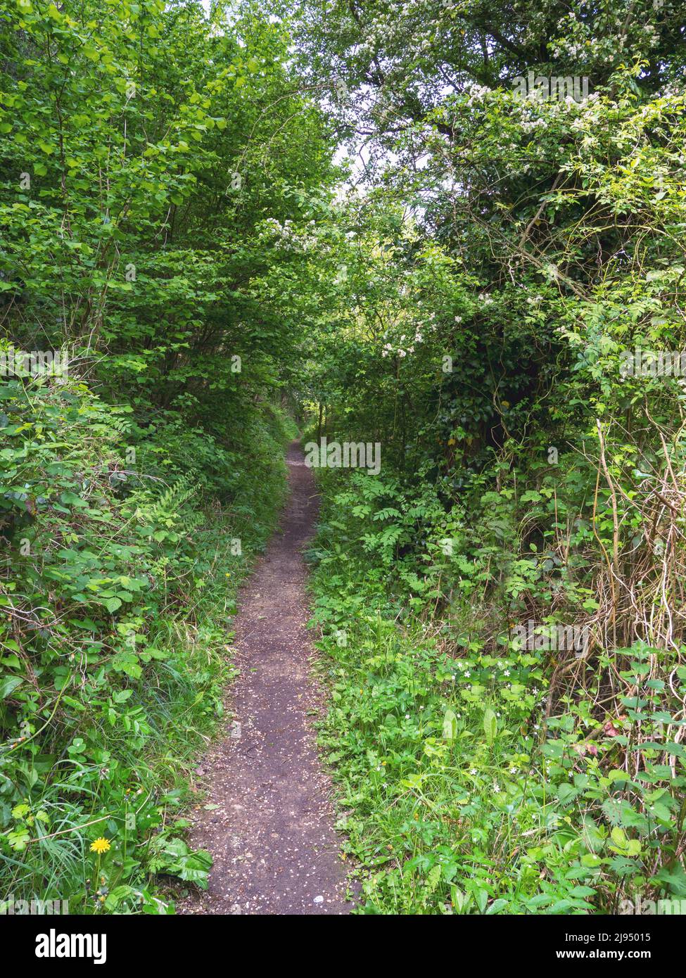 Narrow footpath through green hedgerows in spring Stock Photo