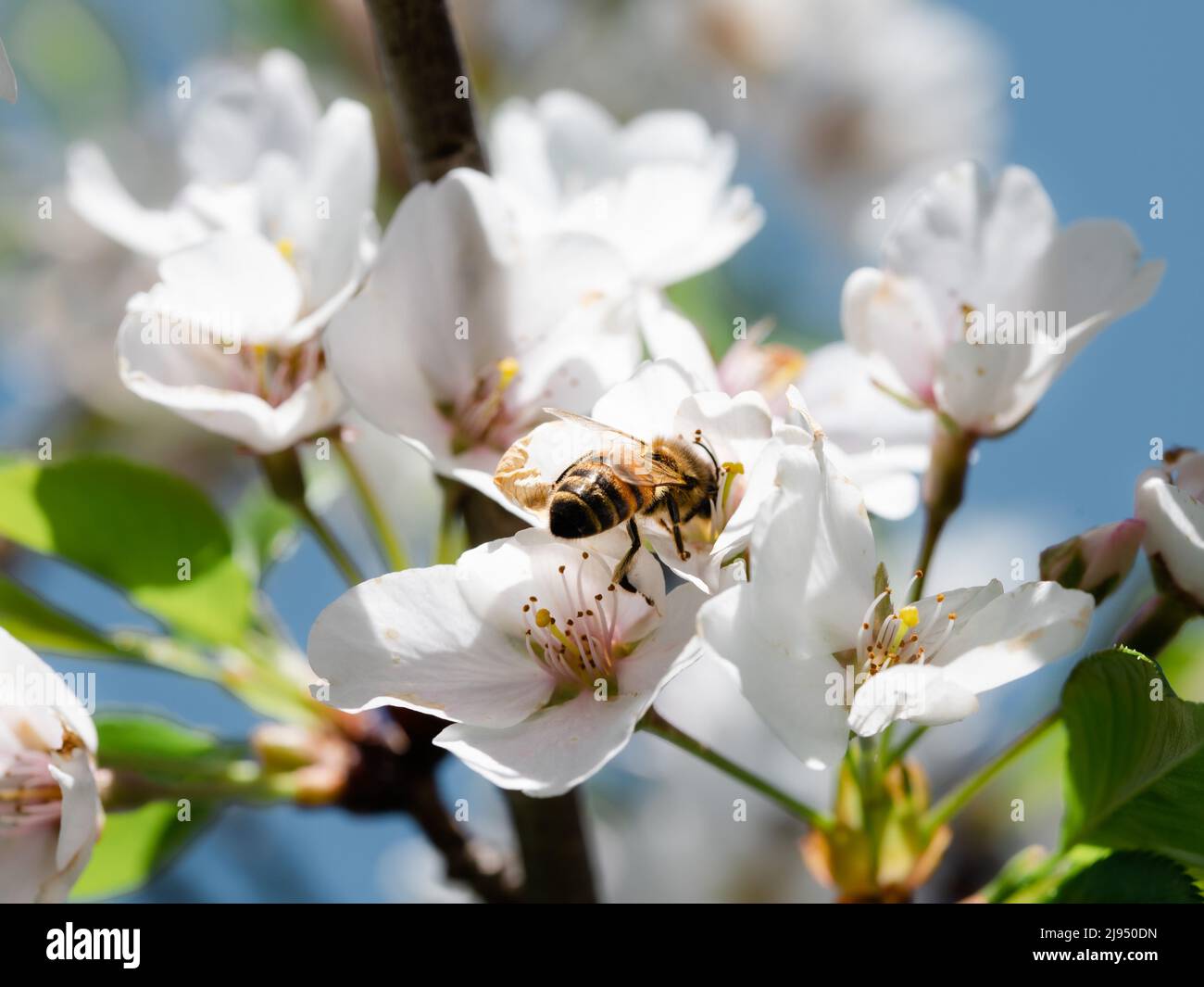 Honey bee on pear tree blossom Stock Photo - Alamy