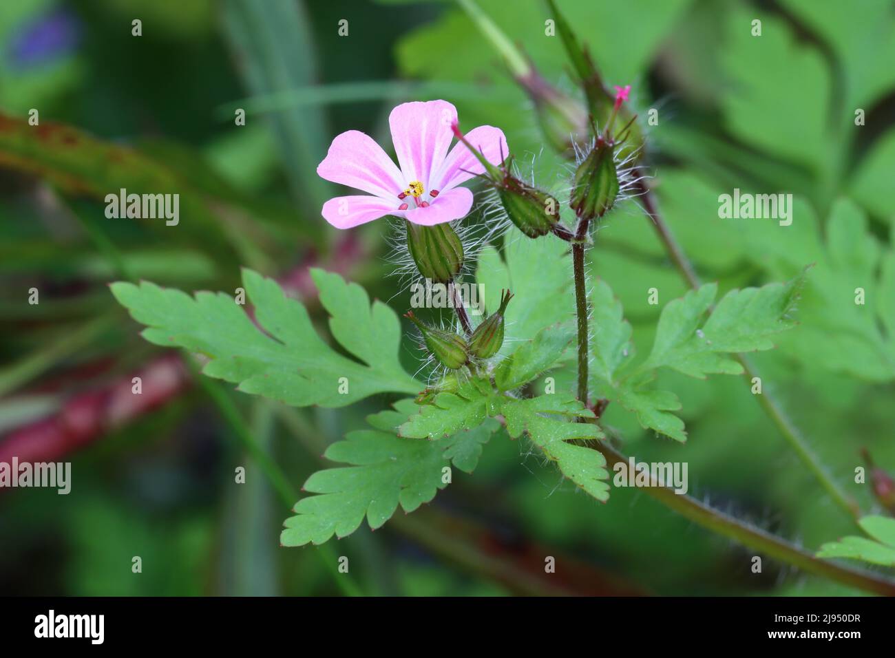 close-up of a beautiful geranium robertianum flower and its delicately feathered leaves against a green blurry background Stock Photo