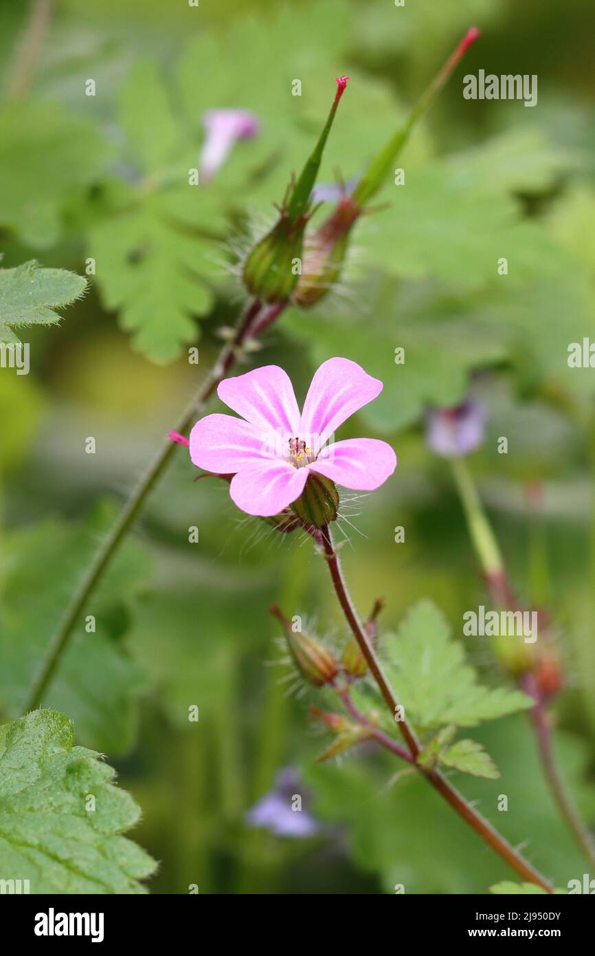 close-up of a single geranium robertianum flower against a green blurry background Stock Photo