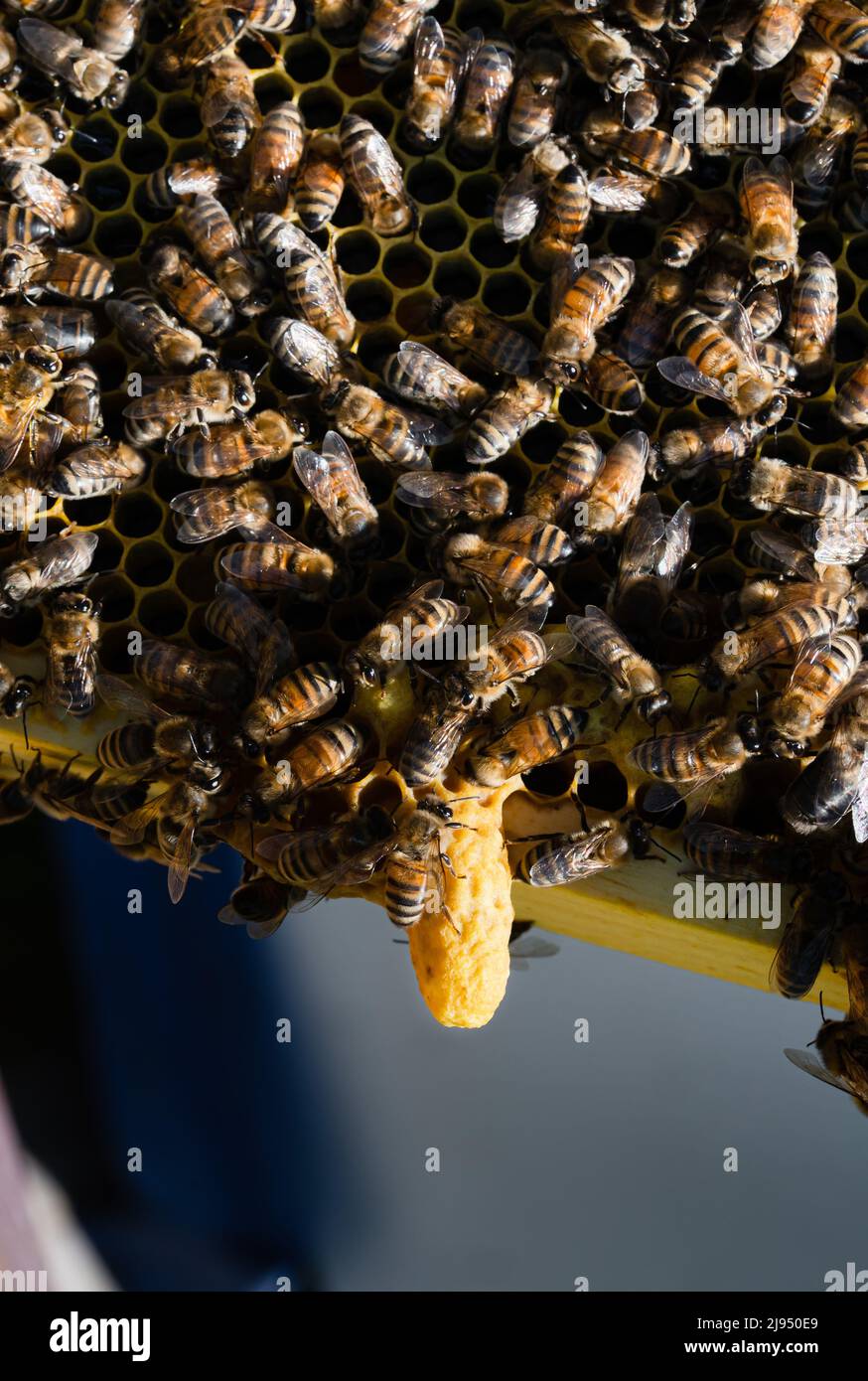 Swarm cell hi-res stock photography and images - Alamy