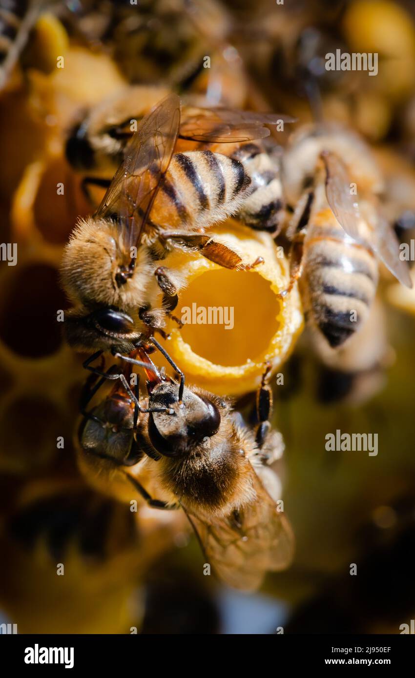 Nurse bees surrounding the open end of a queen cell with a larva inside Stock Photo
