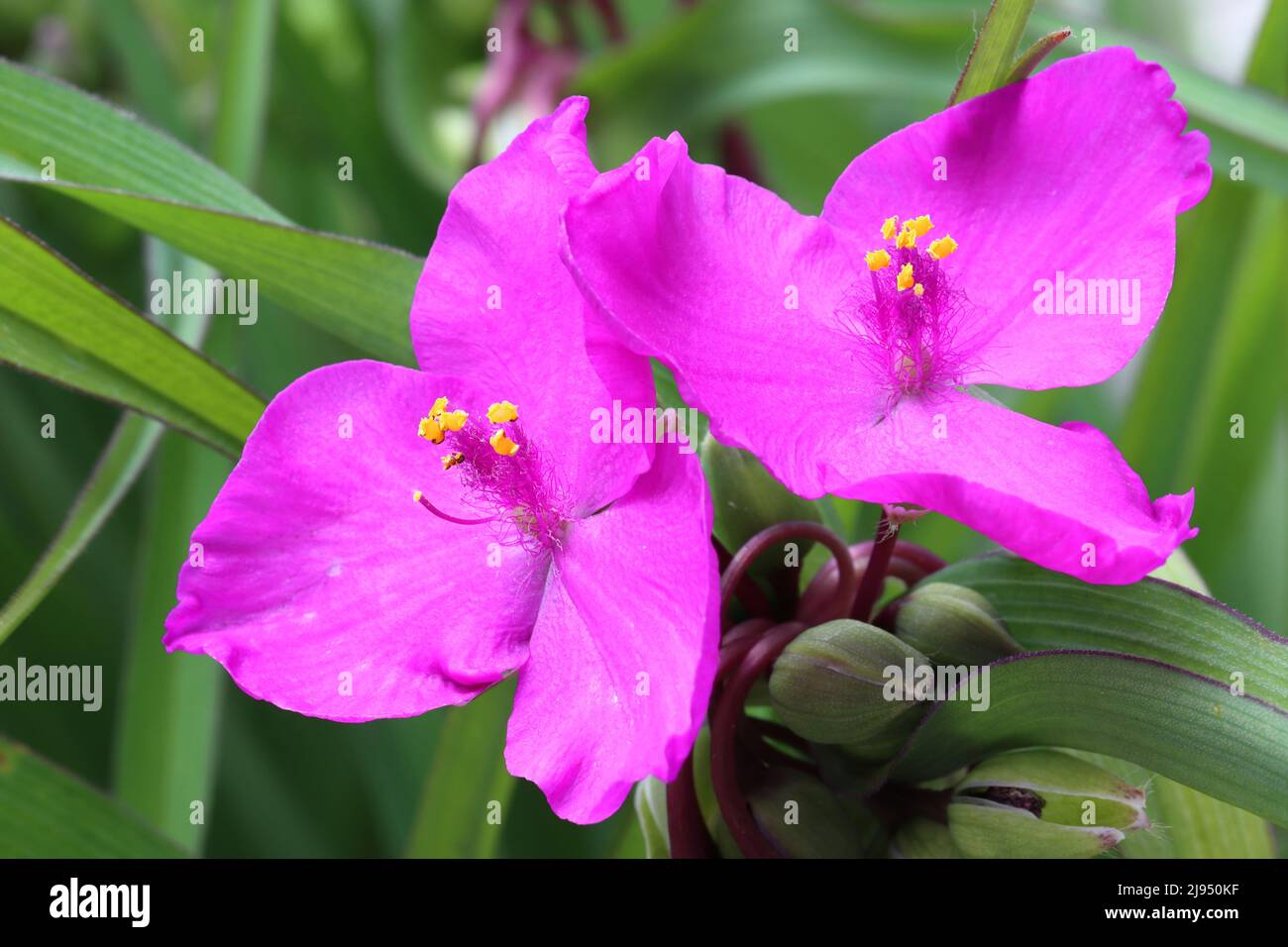 close-up of two pink tradescantia flowers Stock Photo