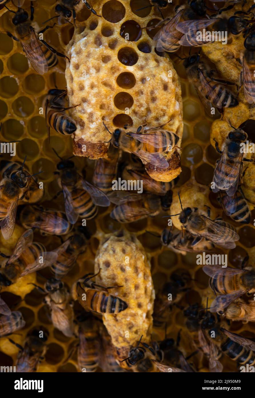 Three emergency queen cells in a honey bee hive Stock Photo