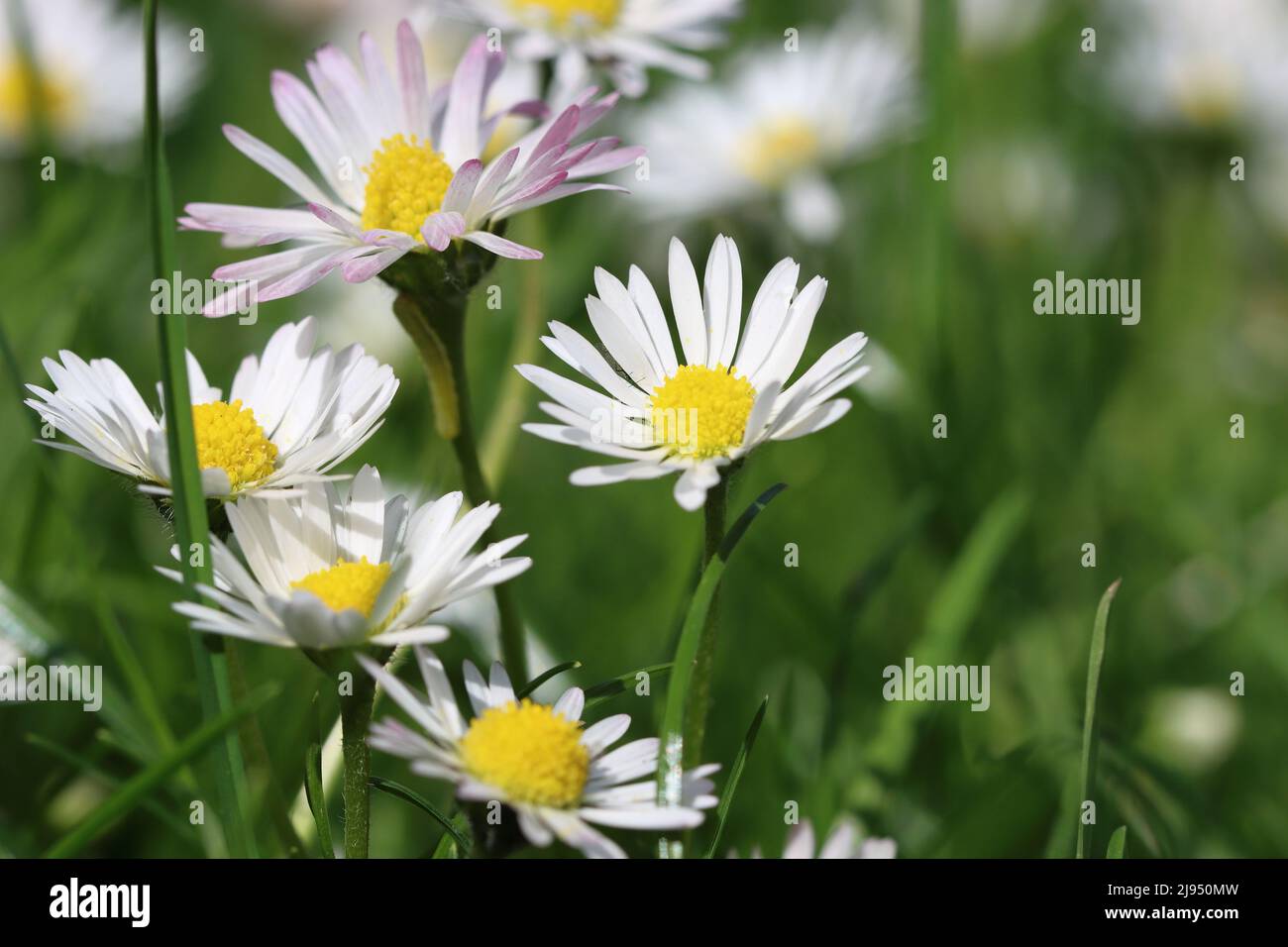 close-up of pretty white daisies on a meadow, copy space Stock Photo