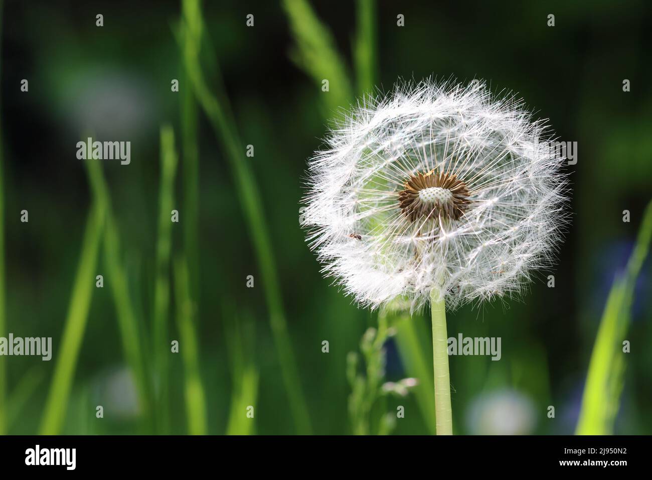 close-up of a seed head of a dandelion flower against a green blurred background, copy room Stock Photo