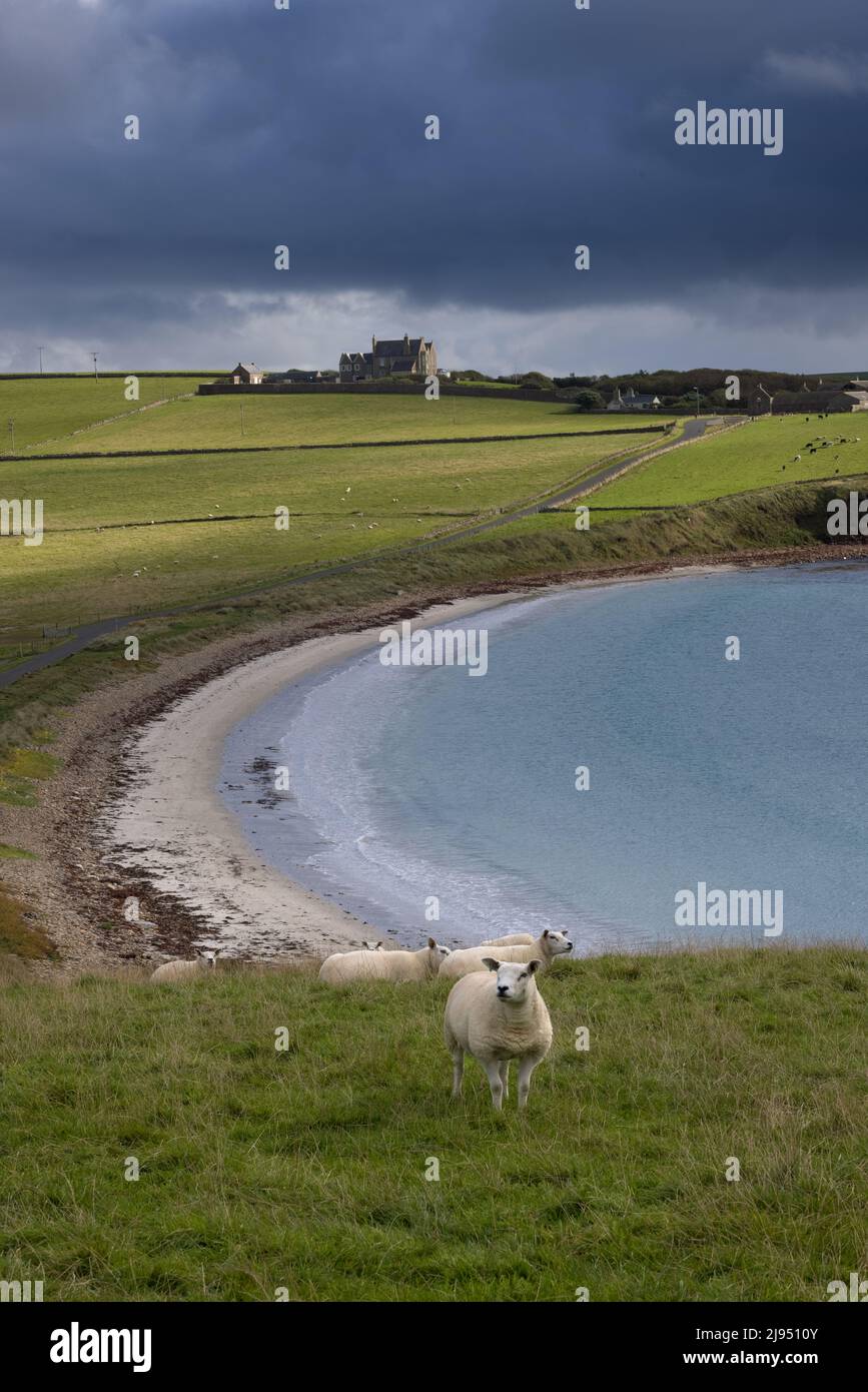 Sheep in a field at Hoxa, South Ronaldsay, Orkney Isles, Scotland, UK Stock Photo