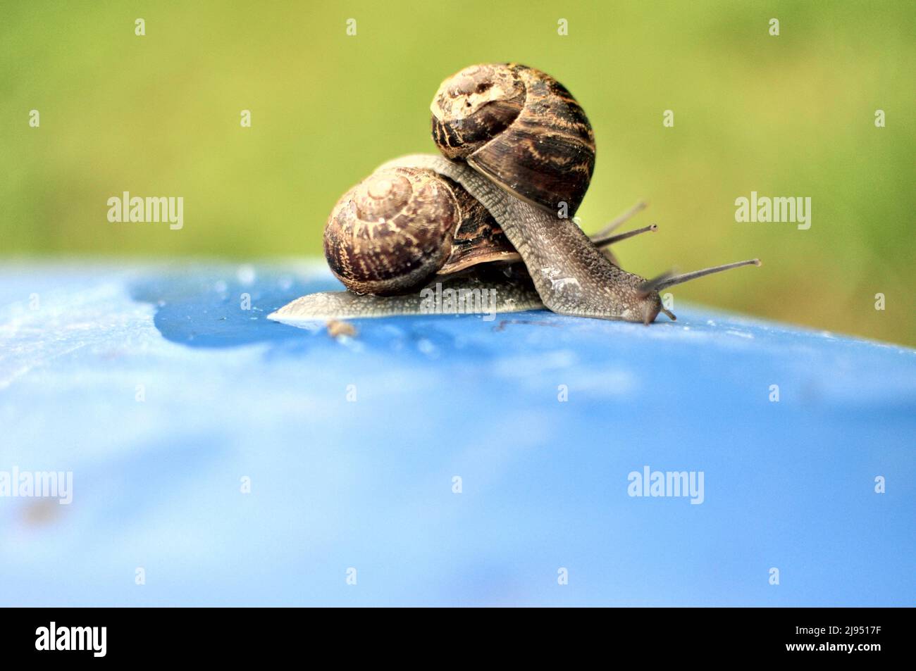 One snail is sitting on top of another snail, on an bright undefined blue  green background Stock Photo - Alamy