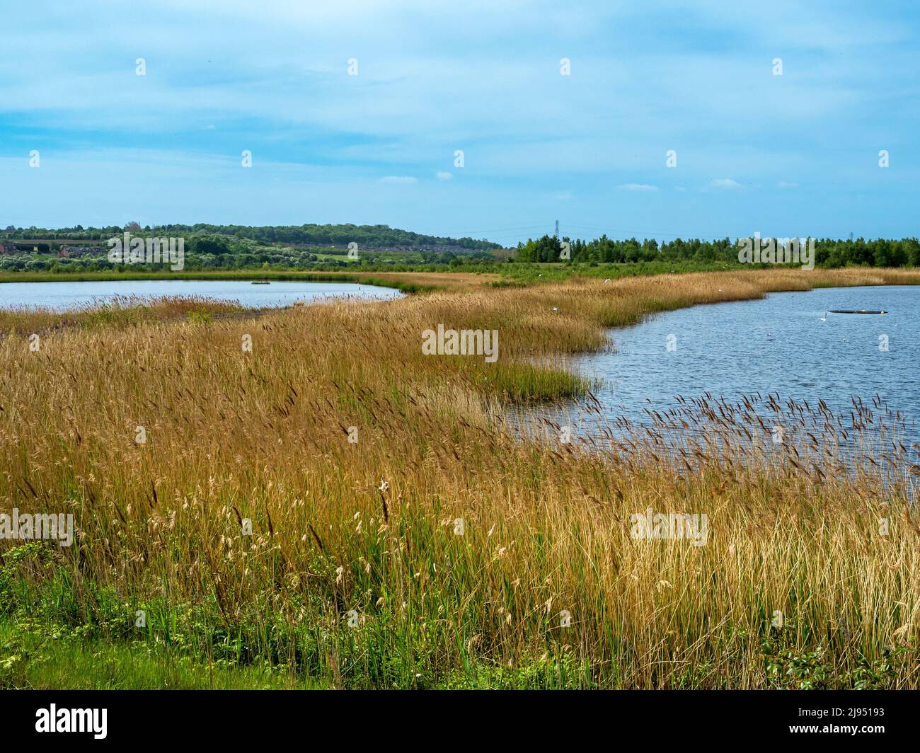 Reedbed between ponds at Fairburn Ings, West Yorkshire, England Stock Photo