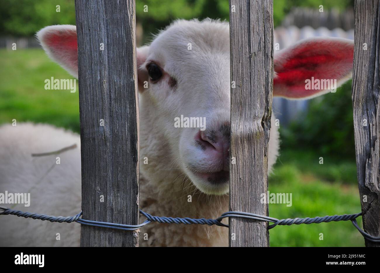 Curious lamb looking through an open fence, one eye and two ears are visible. Stock Photo