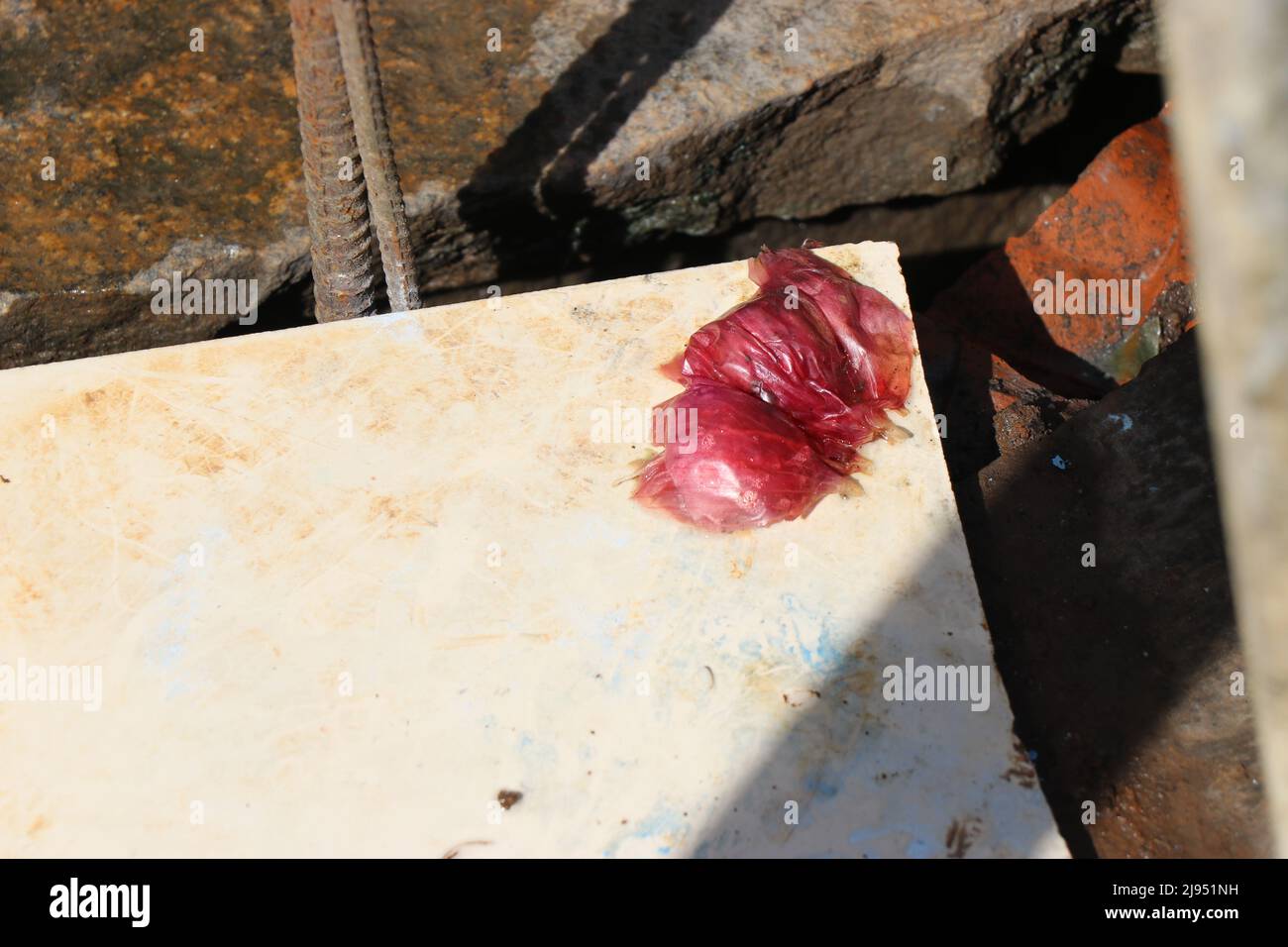 Onion peelings are fallen on the piece of tiles with showers of sunlight all over its surface Stock Photo