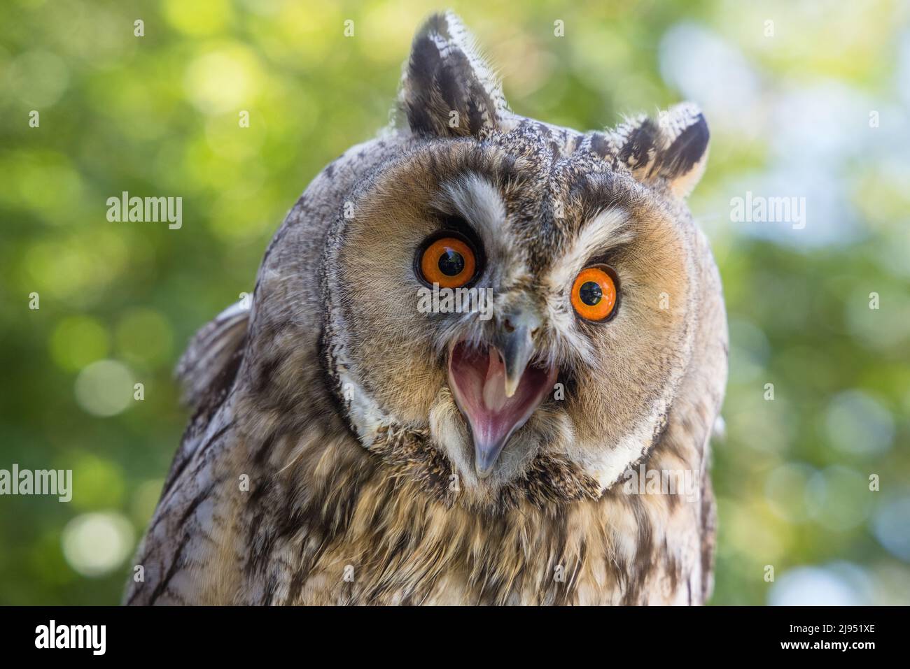 A Long Eared Owl, Pitcombe Rock Falconry, Somerset, England, UK Stock Photo